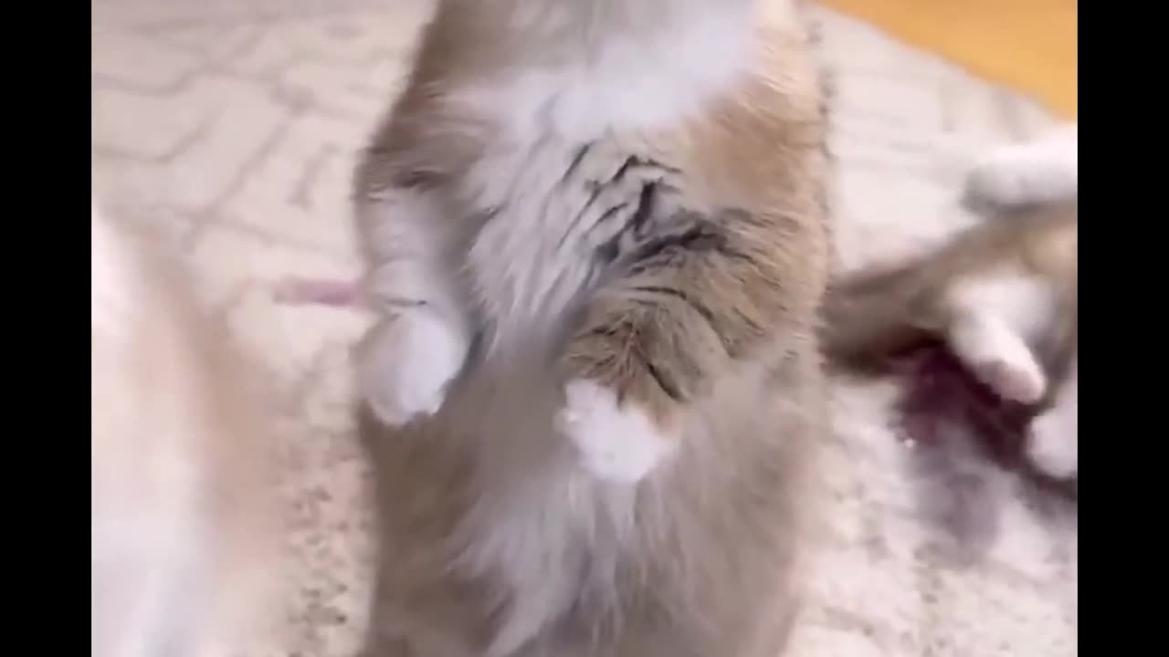 Purrfectly Hilarious: A Compilation of Adorable and Funny Cat Videos