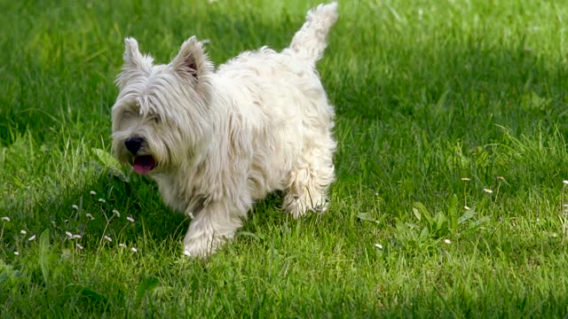 Cute dog wandering