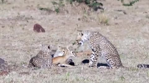 Tiggers playing with gazalle ♥️
