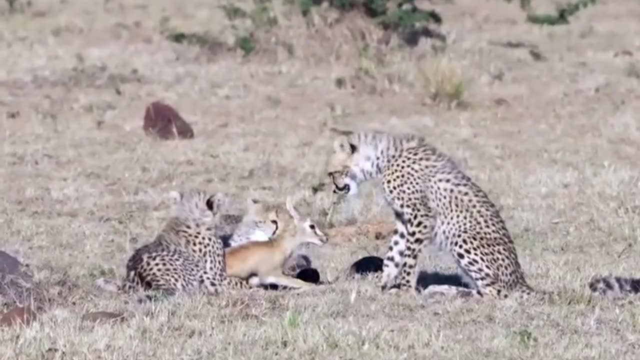 Tiggers playing with gazalle ♥️