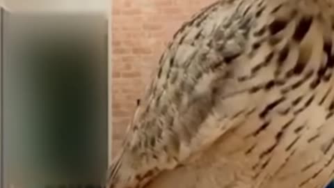 Best Funny Animal Videos of the year