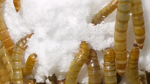 Mealworms vs PLASTIC