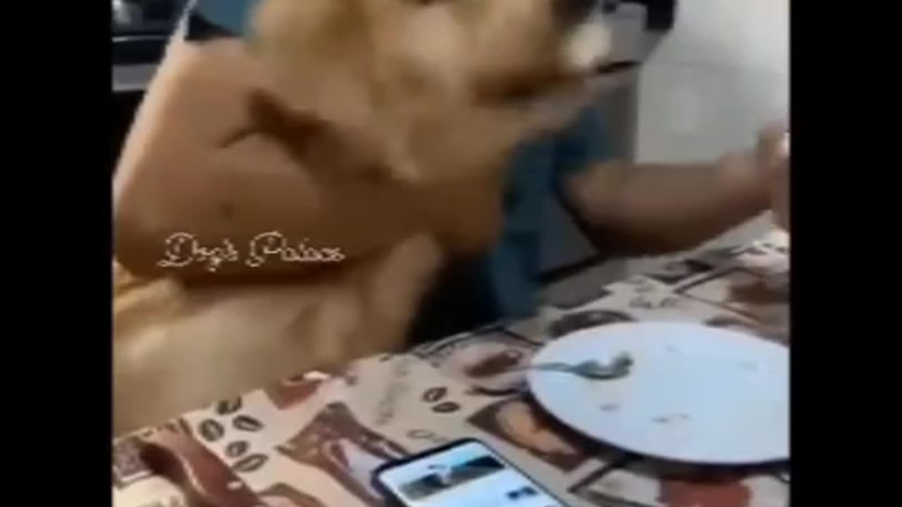 Funny Comedy video viral video Cat video viral dog 🐶 video Funny 🐈😺 Comedy