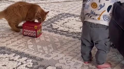 Just some adorable cat play!