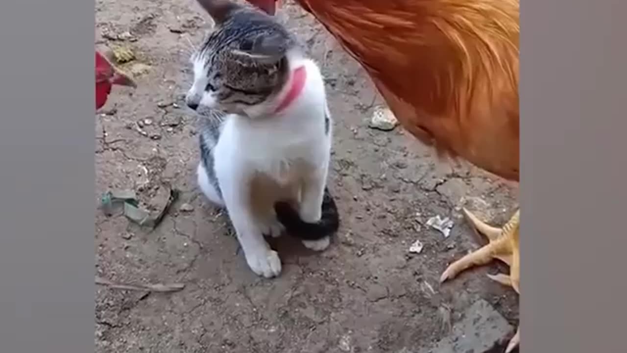 Funny animal part part 2