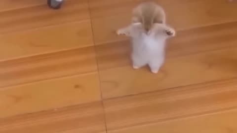 Cat 🐈and dog 🐕 funny videos foryou
