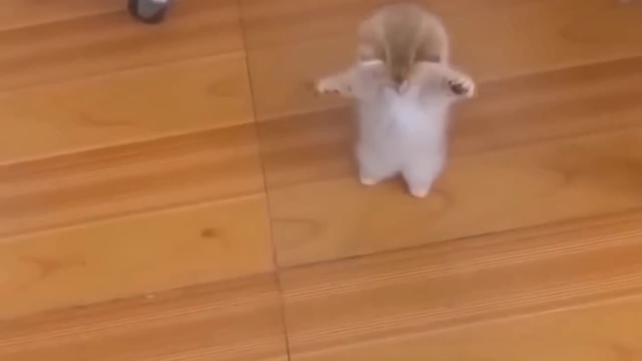 Cat πand dog π funny videos foryou