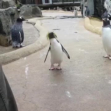 ΕΠΙΤΕΛΟΥΣ ΣΑΜΠΑΤ ΣΑΛΟΜ