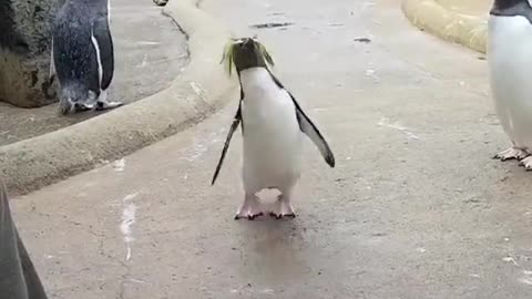 ΕΠΙΤΕΛΟΥΣ ΣΑΜΠΑΤ ΣΑΛΟΜ