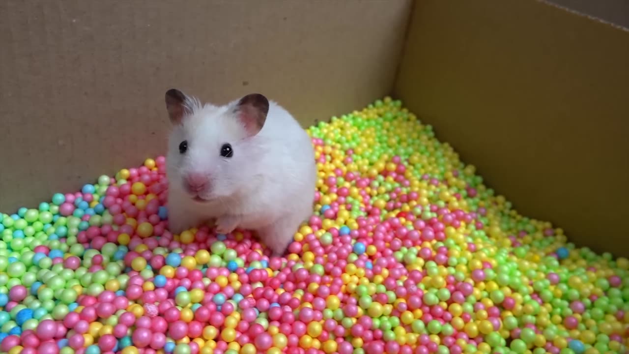 Hamster Escapes the Creative Maze for Pets in real life in Hamster Stories