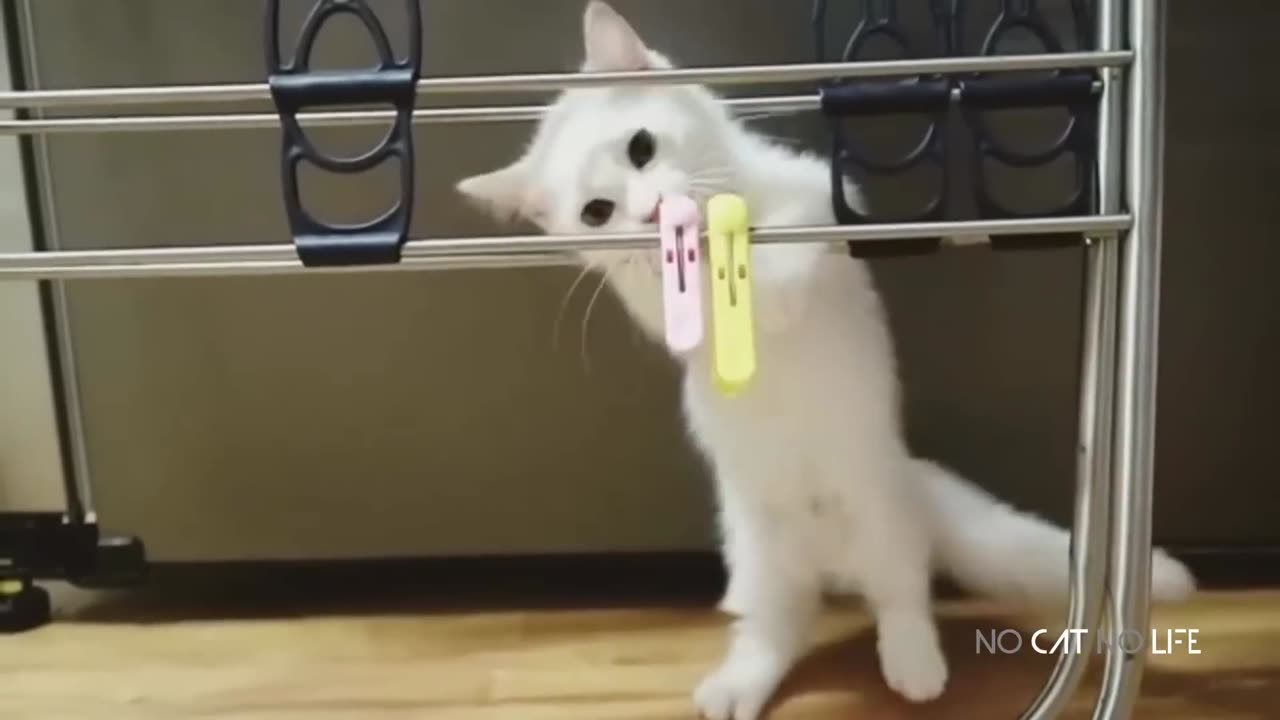 Happy Cats Compilation