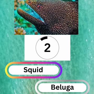 Fish Frenzy 21 A fast-paced quiz