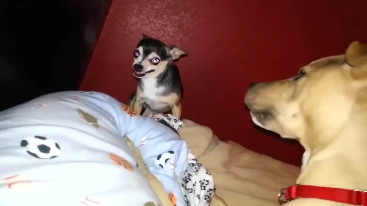 Dog dangerous mood 👽