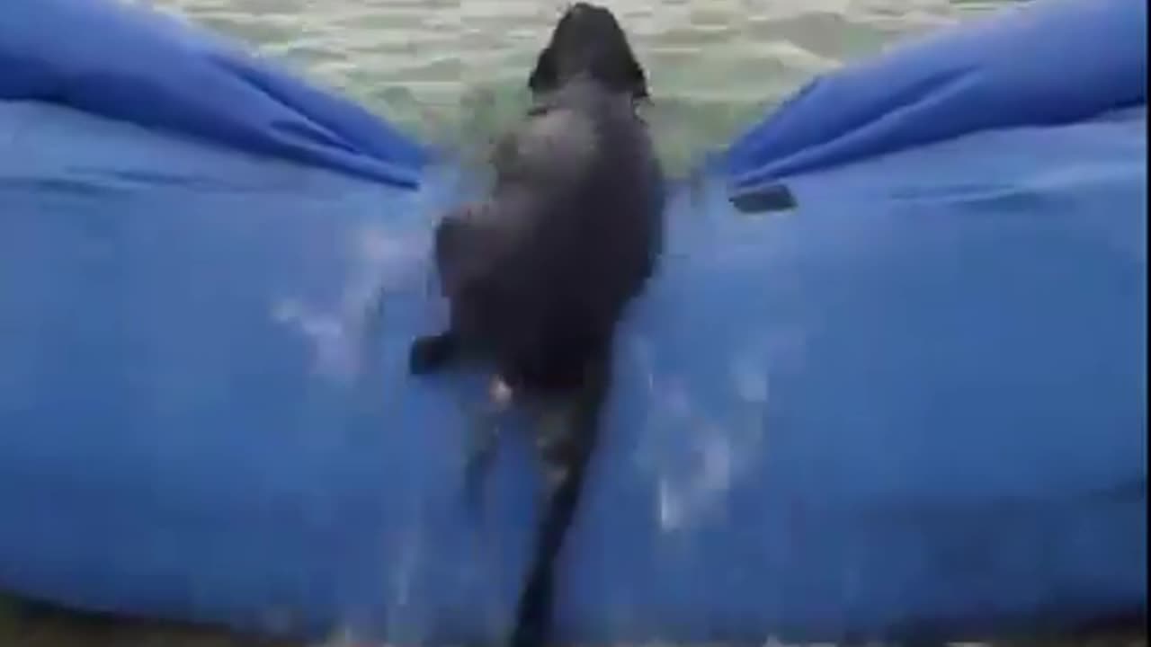 Doggy really wants to go for a swim