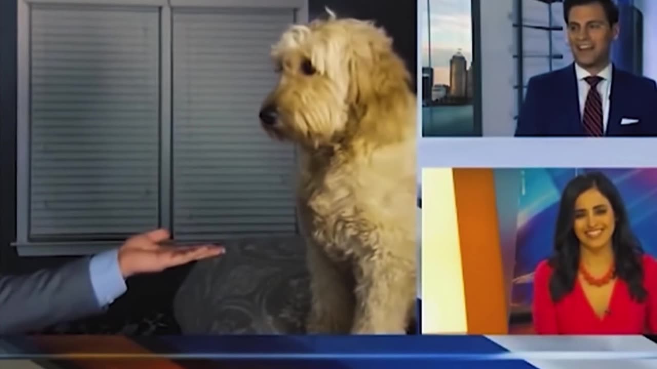 Dogs and news reporters