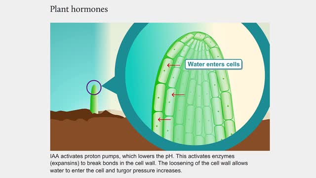 Plant hormones | How plants grow