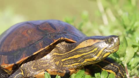 Animals of Amazon 4K - Animals That Call The Jungle Home | Amazon Rainforest |Scenic Relaxation