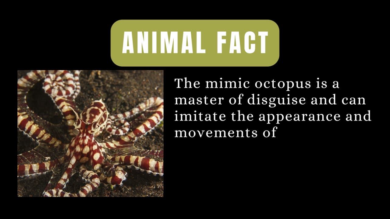 The Octopus That Can Mimic