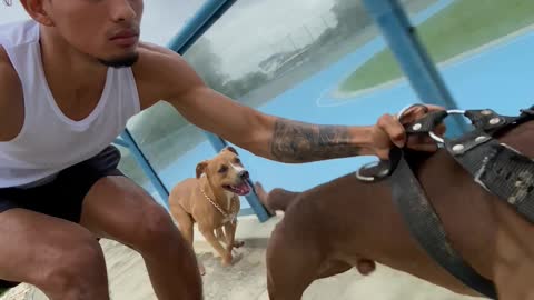 Skating with the Help of my Pitbull