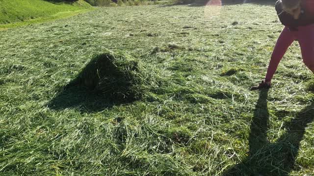 beautiful dog playing hide and seek in the fields