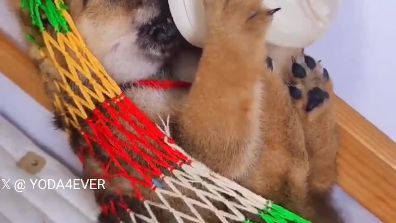 Puppy In Hammock Bottle Feeding