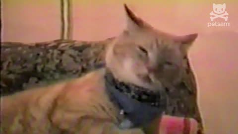 PETSAMI REMIX - The Remix Bros