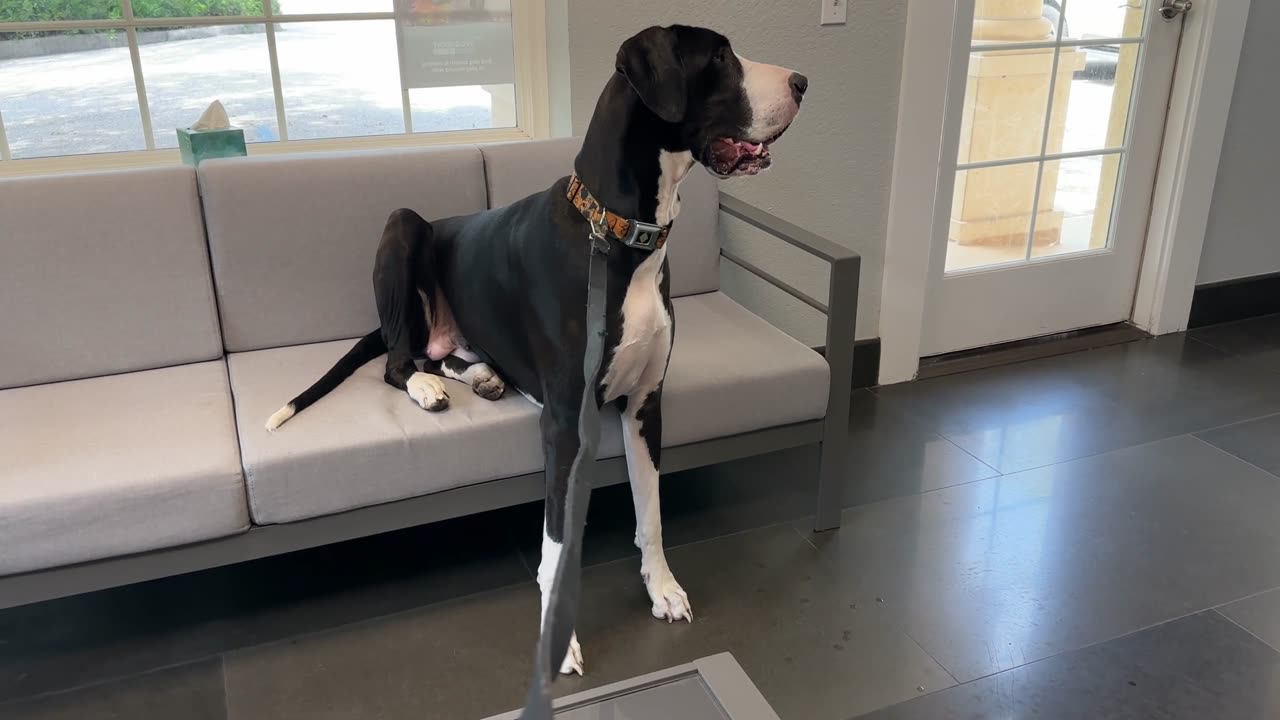 "Unenthusiastic Great Dane's Vet Visit: A Relatable Tale for Pet Lovers"