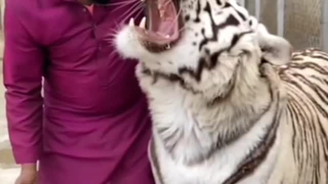 Tiger looks its owner very closely