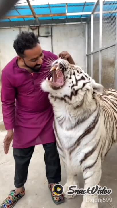 Tiger looks its owner very closely