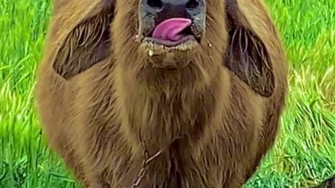 TikTok Fun, Funny Videos, animals fun videos