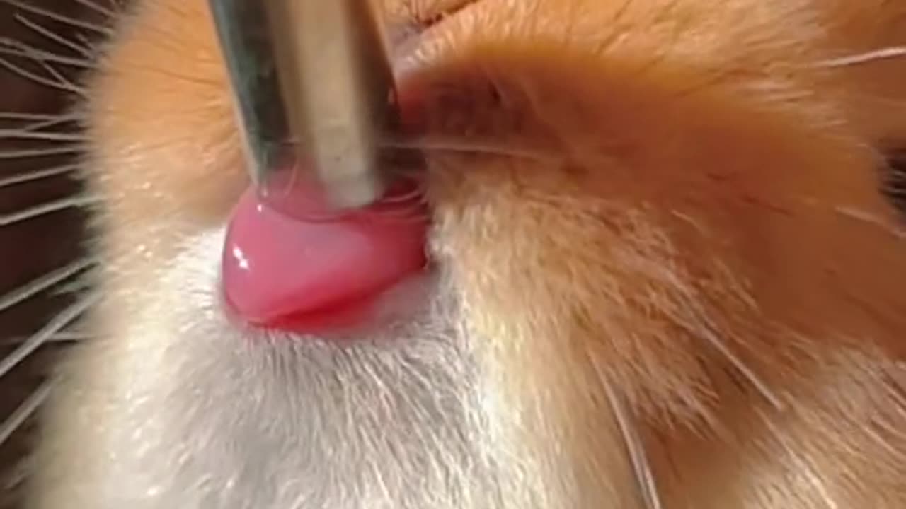 Animal video | Satisfaction