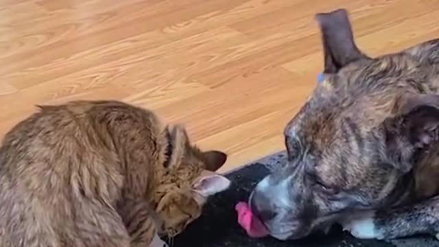 When your friend is honest about how your new outfit looks! 😹💕🐶