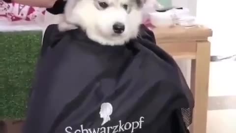 That's the coolest haircut for a dog