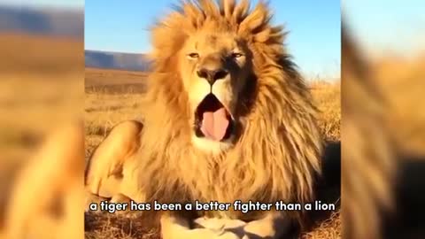 Tiger VS Lion - Who Is The Real King Of Jungle 😳_Cut