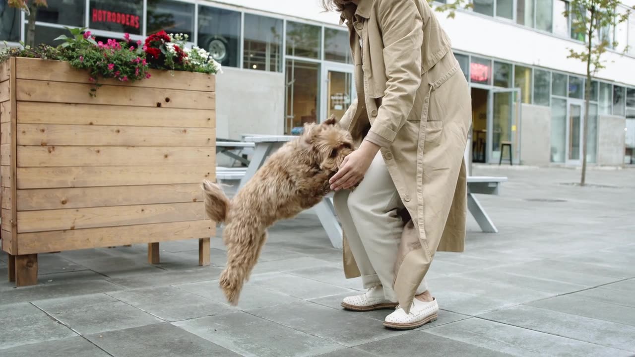 Dog Jumping Towards Her Master