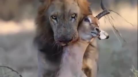 A Lion's Reward