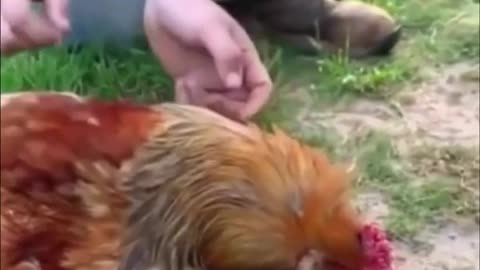 Chickens become hypnotized 🤔🤔