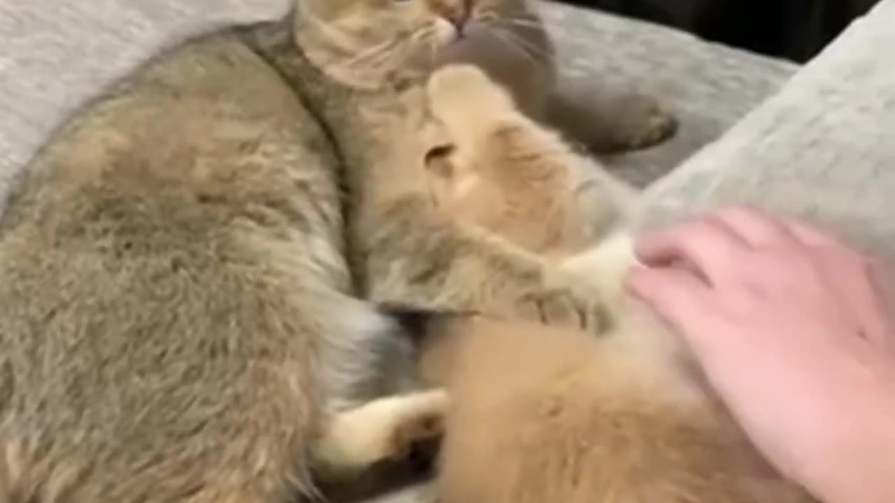 Funny video