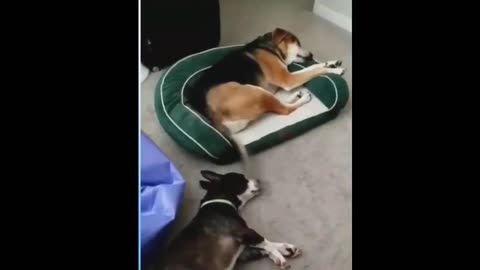 Funny animal
