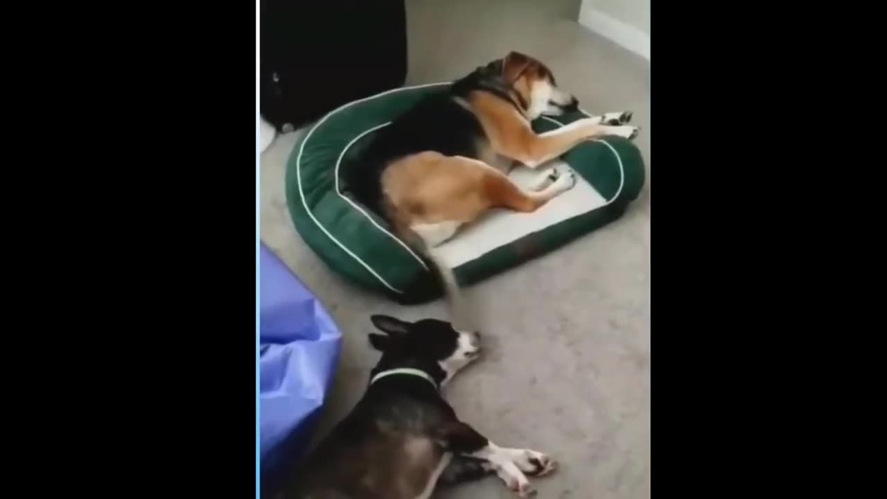 Funny animal