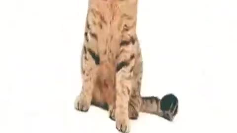 Dancing Cat