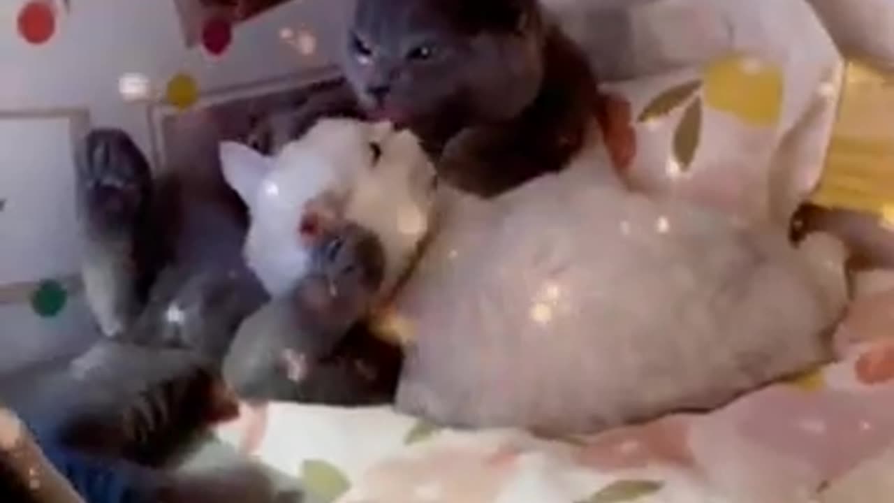 Most Romantic Cat Couple You Will Ever Seen(360P