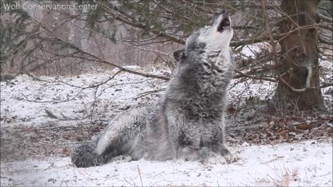 Beautiful Black Wolf Zephyr Howls in the Snow