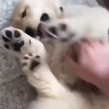 A little dog that can't hold his ribs - look how much fun he has