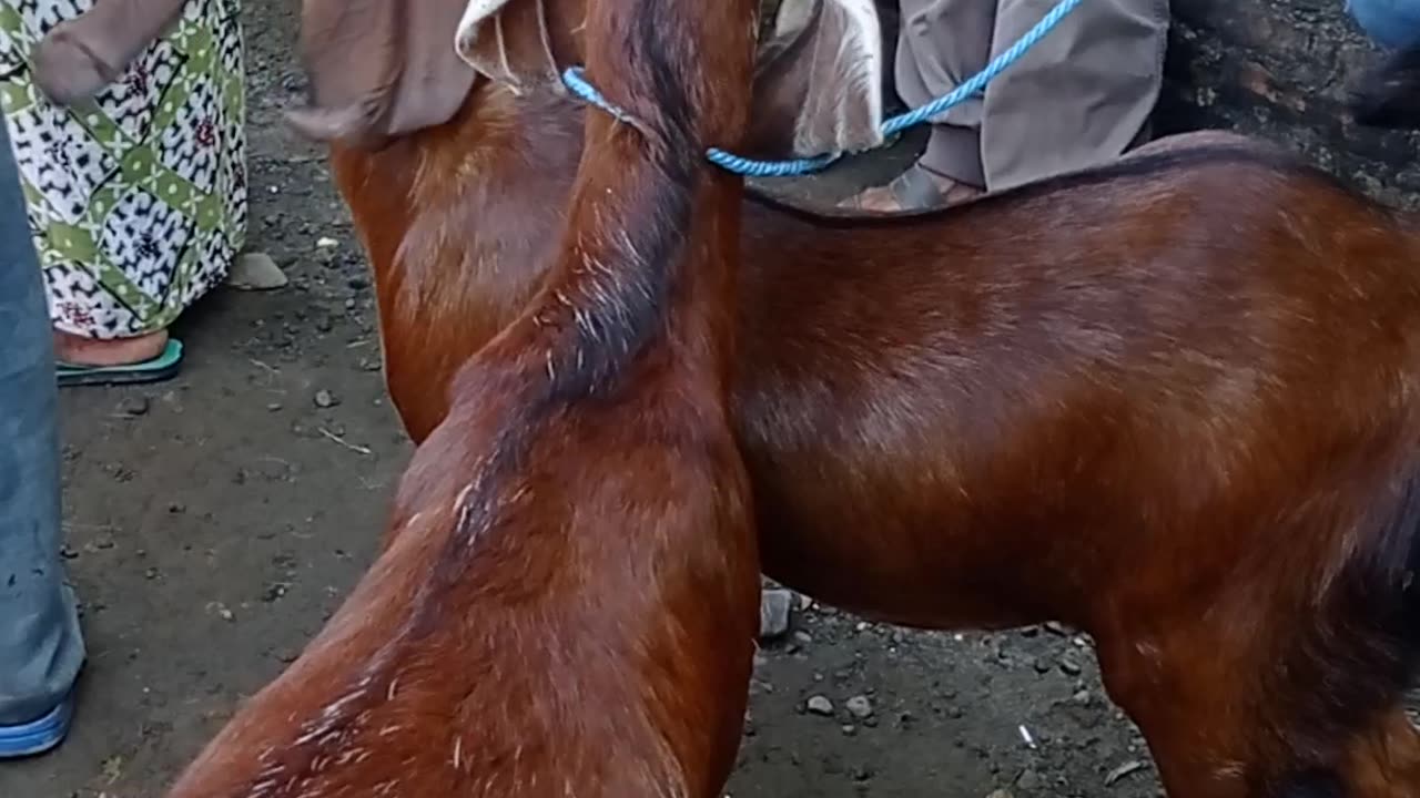 Beautiful Female Red Red Opium Goat