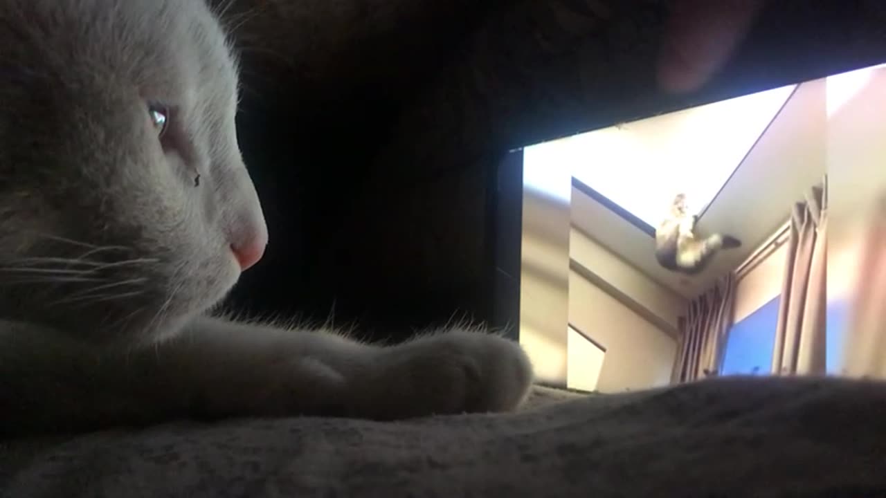 Cat using her mobile when she sleeps at night 😀