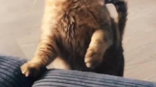 Cat BOXING