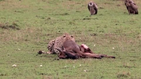 A Cheetah Hunting Animals