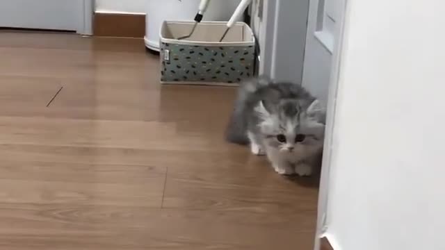 Cute and cautious cat