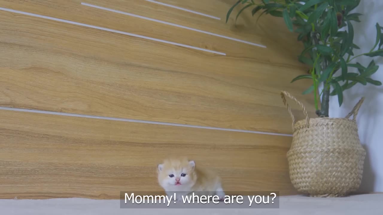 Tiny kitten pudding is crying to find mother cat